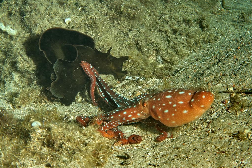 Octopus macropus attacca Aplysia depilans